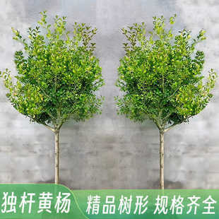 һ�����l�S����窚�UС�~�����S��������ͥԺ���������辰�䘶��
