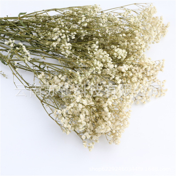 Wholesale Yunnan Ganhua Eternal Flower Flowers Di Flower DIY Bouquet…