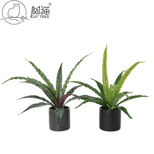 Ʒ|Pβ55cmȸֲ廨ݼҾb辰