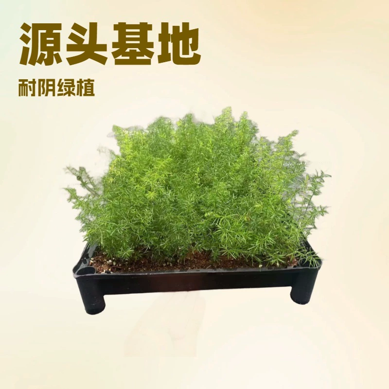 База большое количество прямых продаж лисий хвост зимние саженцы, крупнолистовой цвет зеленый озеленение Цветочные саженцы оптом