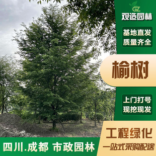 Elm Saplings, Sichuan Landscaping Seedlings, Engineering, Courtyard, House Shape, Green Plants, Chinese Golden Landscape Trees