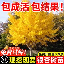 银杏树活苗金叶白果别墅庭院绿化风景拆迁大树苗行道树南北方种植