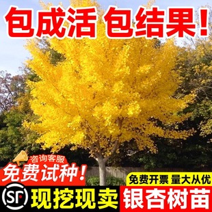 Ginkgo Tree Saplings with Golden Leaves, Ginkgo Nuts, Villa Courtyard Greening, Landscape Demolition, Large Saplings, Street Trees, Planting in the North and South