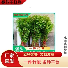 一件代发水杉 水杉树苗  金叶水杉 树苗 水衫树苗 水松树 速生杉