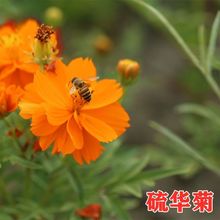 硫化菊种子黄波斯菊花种子黄秋英花种籽硫华菊种子四季易种耐贫瘠