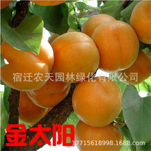 Ә޽Խ̫ӱͥԺӘ箔Y