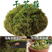 仿真青苔植物苔藓假草护盆草绿色干草田园装饰盆景盆栽铺面装饰跨