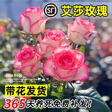 ��ɯ�¼������_����ľ�����л��¼�ͥԺ�̨��������õ���ļ�