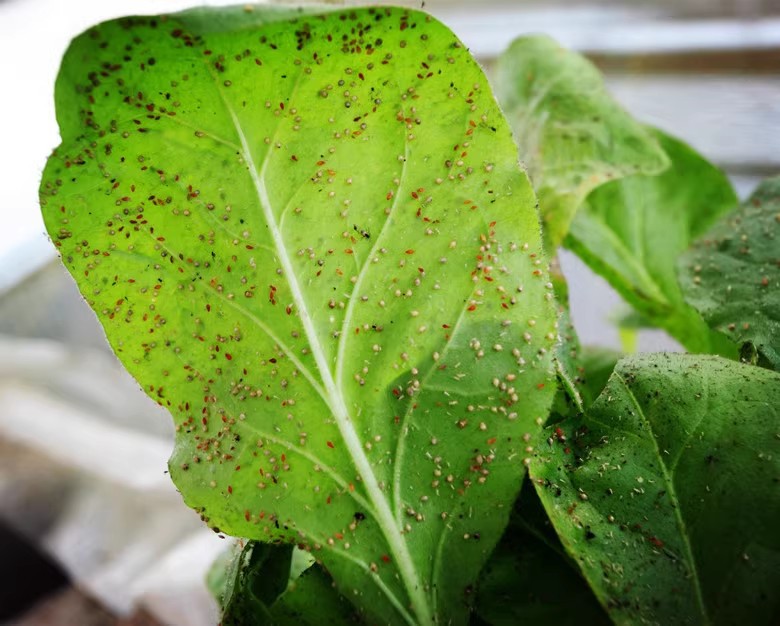 蚜虫科研虫 (6).jpg