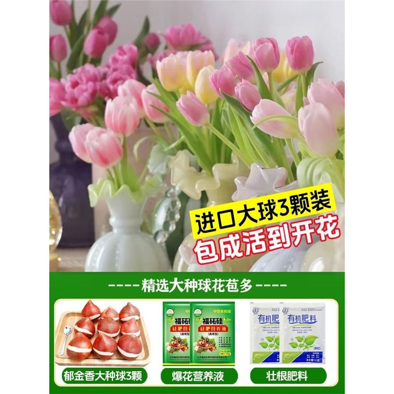 Mixed tulip 3 large bulbs + nutrient solution + fertilizer
