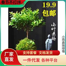 一件代发小叶赤楠苔藓球盆景植物花卉微景观水培办公室内好养四季