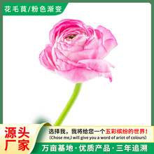 花毛茛种子芹菜花籽波斯毛茛洋牡丹多年生花卉阳台盆栽庭院花境种