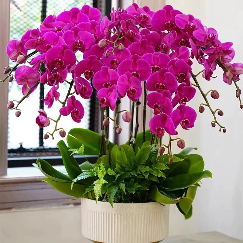 Орхидея Фаленопсис в горшке, большие рассады с бутонами, для дома, гостиной, офиса, зеленые растения, цветы круглый год, легко выращивать