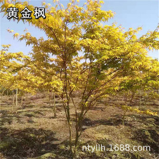 �G����ľ�ձ���֮���S�������ͥԺ���Խ����S����t������t����