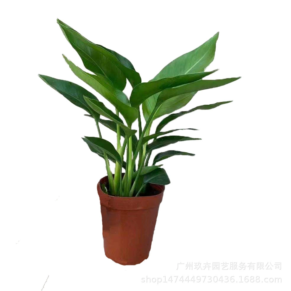 Райская птица Листва Растение Листва Горшечное растение Гостиная Балкон Спальня Офис Рабочий стол Зеленое растение