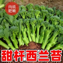 种籽西兰花种籽苗秧苗芥蓝芥兰菜菜苔蔬菜孑菜心秧苔菜种子