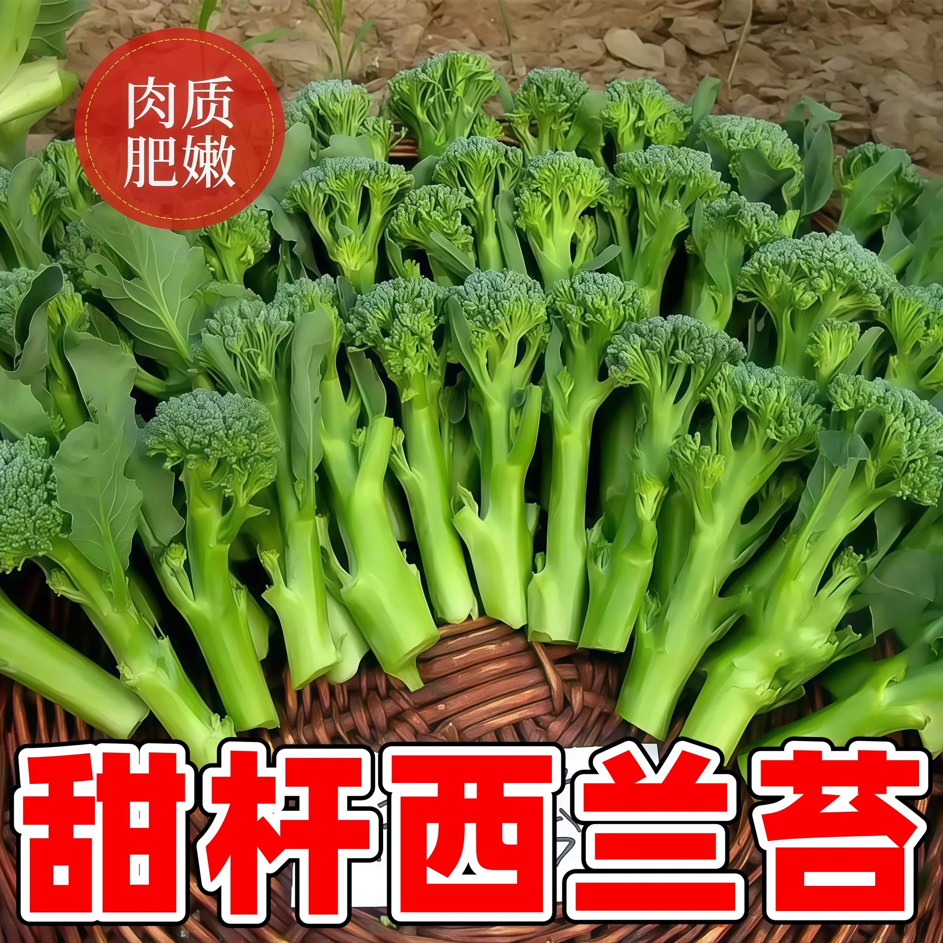 种籽西兰花种籽苗秧苗芥蓝芥兰菜菜苔蔬菜孑菜心秧苔菜种子
