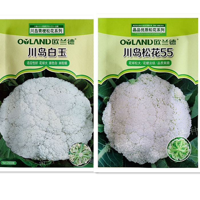 Orand Qingyan Sircori Seed Seeds Sichuan Island White Jade Organic…