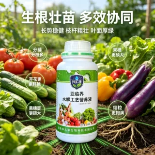 水培植物小分子营养液根壮苗旺防黄促花营养液促进生根通用营养液