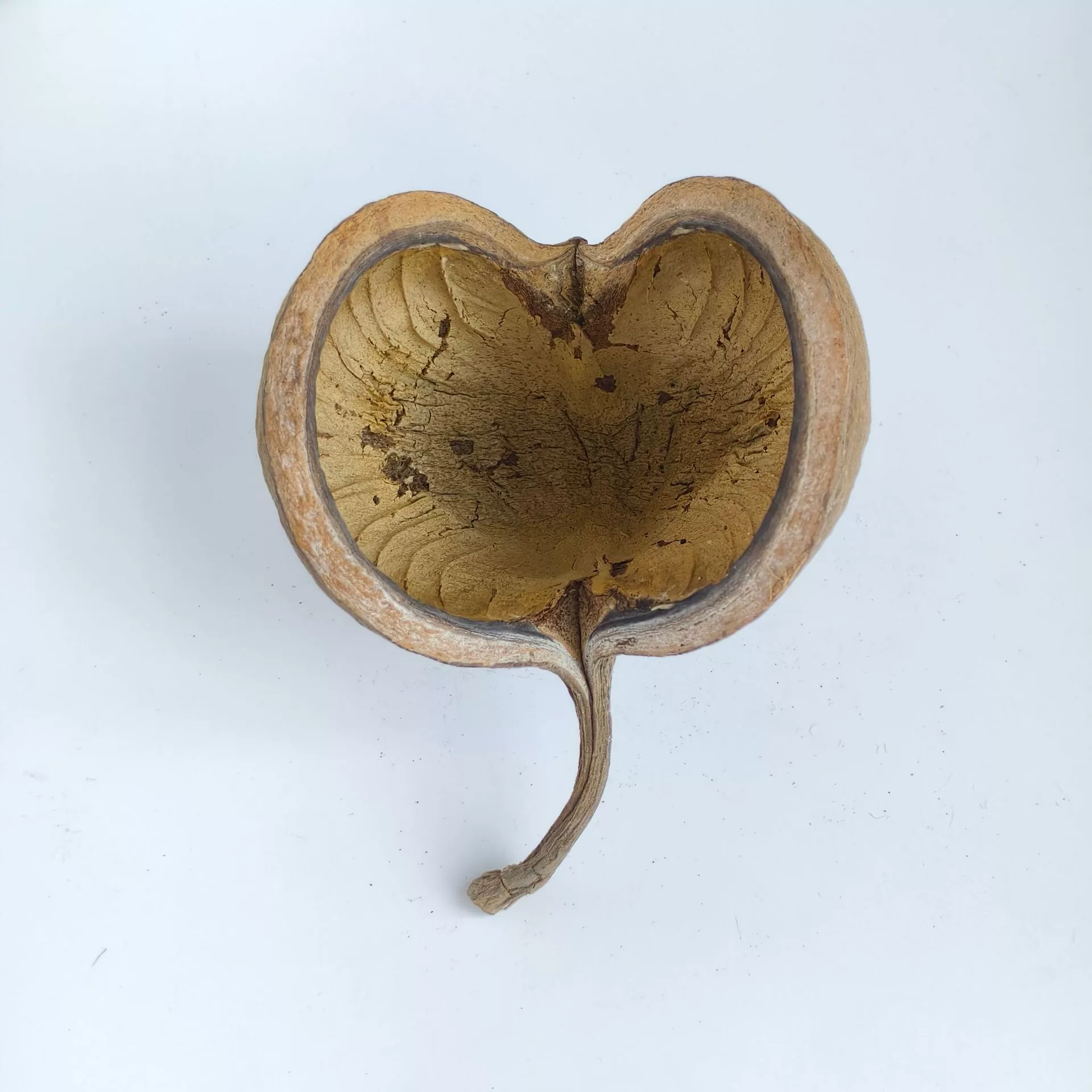 Натуральные растения по индивидуальному заказу, большая открытая улыбка, импортные сушеные цветы, скорлупа сухофруктов, неувядающие цветы, декоративная мебель, реквизит для фотографий