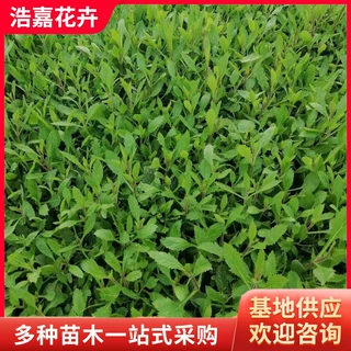 马鞭草小苗 柳叶马鞭草宿根花卉景观植物绿化草花 草花租摆马鞭草