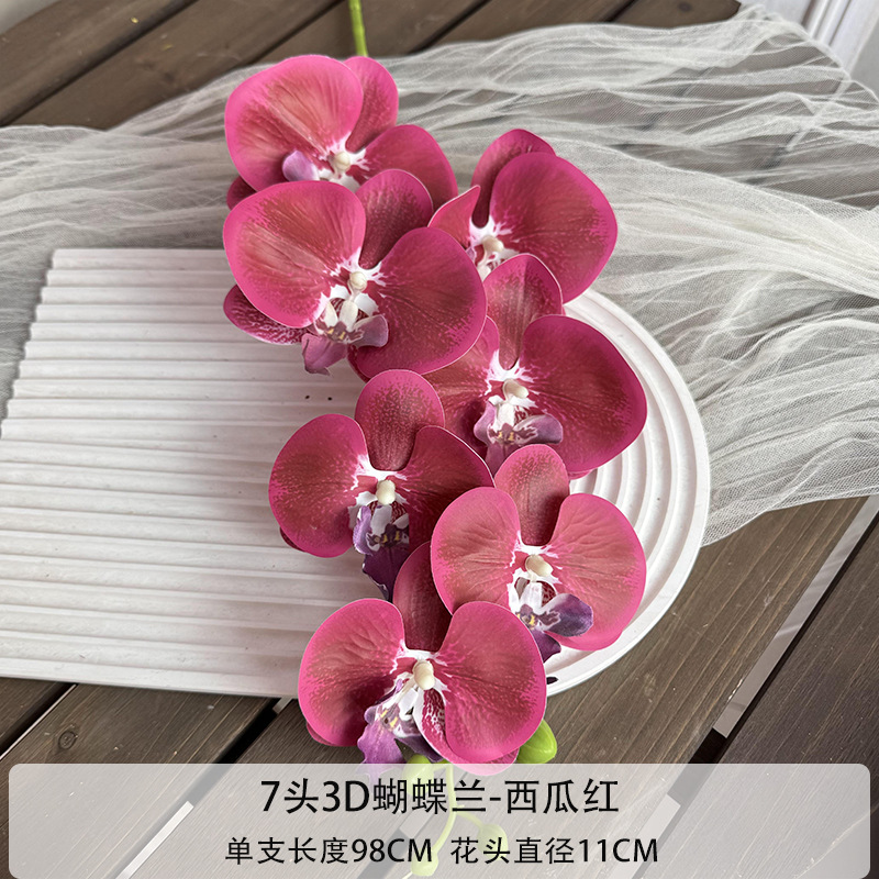 7-헤드 3D phalaenopsis-수박 레드