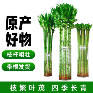 水养富贵竹转运竹弯竹龙竹水竹开运竹子带根室内绿植水培植物花风-阿里巴巴