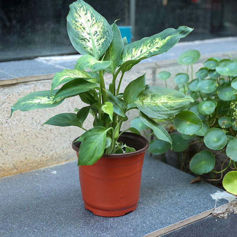 plastic two-color simple disposable flowerpot
