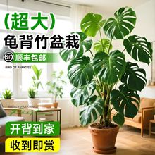 ~Ϙ҃ȿ͏dֲ͏dҕ߅;Gֲ