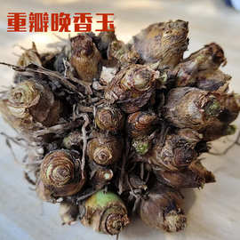 重瓣晚香玉种球大花球根带花苞多年浓香型切花庭院阳台花卉盆栽