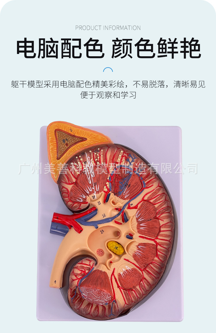 人体肾脏模型 肾解剖附肾上腺放大模型病变肾脏 人体内脏器官解剖-阿里巴巴
