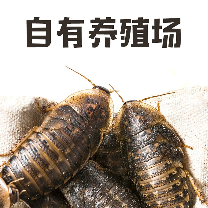 Думбия, тараканы, живые насекомые, храни гриву, живая пища, живая приманка, питательная супер-вишня, может размножать лягушек