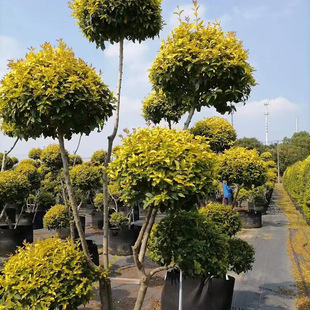 �@�־G������ֲ�ﾰ�^�ؾ������l ����Ůؑ���͘� ����Ůؑ���Θ�