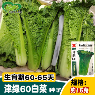 ��ƽ�G60�ײ˷N�� ������wֱͲ�����~�ײ˷N�� �ˈ@�߲���
