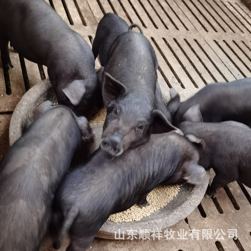 藏香猪种公猪幼崽多少钱 哪里卖黑猪 育肥猪 小猪苗出售 活猪