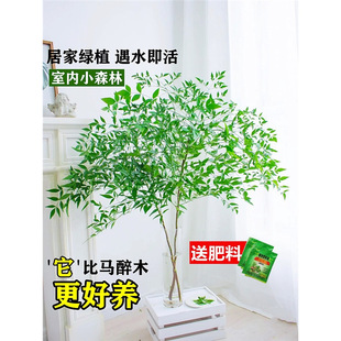 ����������ˮ��Gֲ�����tˮ�B�҃Ȼ����{������R�R��ľ������