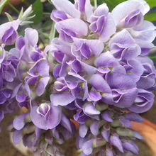 ���؈@���ٱ��ձ��໨���٘�����ˮ���ٲ����������ٻ������Ե���