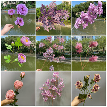 ��ɫ�V�� ���滨��c��ɫ�ٻ��Ƶ��Y���b�����Y���ý�����