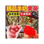 羊奶果嫁接苗德甜二号特大甜果盆栽果树南北方庭院种植地栽果树苗