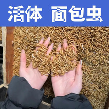 面包虫活体饲料黄粉虫鸟鱼龟蜥蜴金龙鱼鬃狮蝎子守宫食物幼体幼虫
