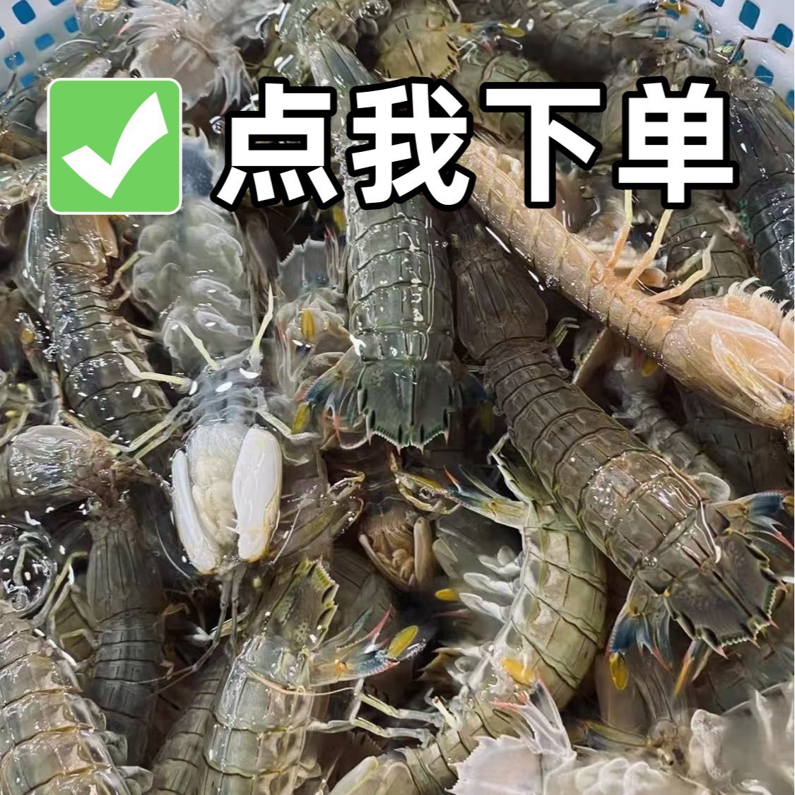 本港活发皮皮虾鲜活新鲜海鲜水产琵琶虾濑尿虾虾姑虾爬子龙虾