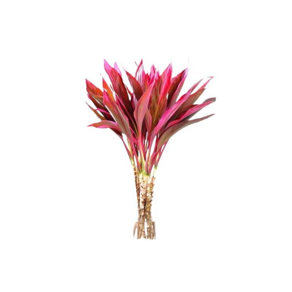 Lucky Bamboo Flowers and Plants Potted in Water to Purify the Air…