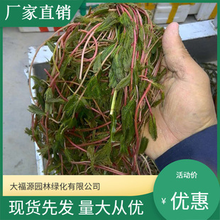 Factory Direct Sales of Submersed Plants, Foxtail Algae, Complete Specifications, Large Quantity, Favorable River Channel Management