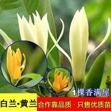 黄角兰花盆栽【买一送一】白兰花树苗嫁接白兰花苗黄角兰苗白玉兰