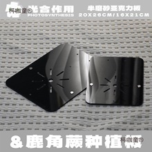 亚克力鹿角蕨挂板定植板热植上板蕨类石斛附生兰育苗板麦太保