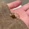 One size ring with zircon