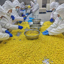 栗子;烘焙原料;生白果