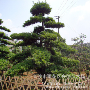 Wholesale Podocarpus, Shaped Podocarpus, Solid Podocarpus Tree Pictures, Hunan Podocarpus Prices