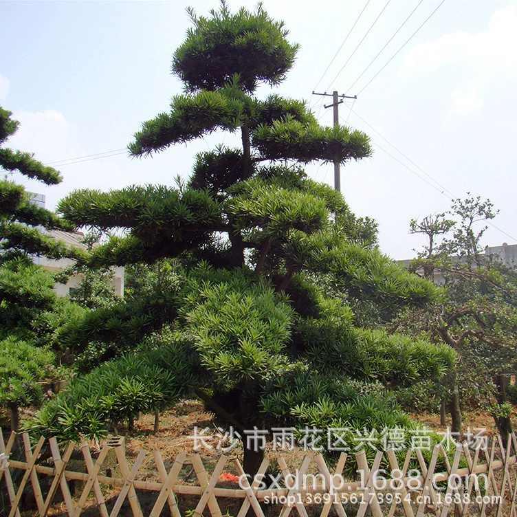 Оптовые фотографии гинкго билоба в форме дерева гинкго билоба из Хунани, цены на гинкго билоба