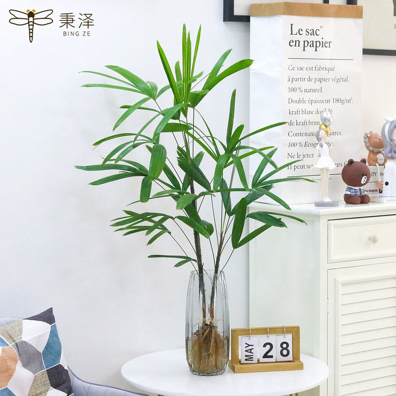 Пальмовое бамбуковое гидропонное растение с корнем гидропонного бамбука Jinshan Пальмовый бамбуковый Крытый Настольный горшок Белое пальмовое весеннее перо зеленые цветы растений